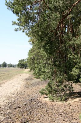 Bzenec-přívoz, 28.4.2008
Rezervace Váté písky. Nízké větve solitérních borovic vymetají za větru jehličí z písku. Na okraji lesa je možné sklepat z větví kvetoucích borovic několik druhů kovaříků. Cardiophorus asellus, C. nigerrimus, C. ruficollis, C. discicollis, Ampedus sinuatus, A. elongatulus.....
Klíčová slova: Bzenec-přívoz Váté písky Cardiophorus asellus nigerrimus ruficollis discicollis Ampedus sinuatus elongatulus