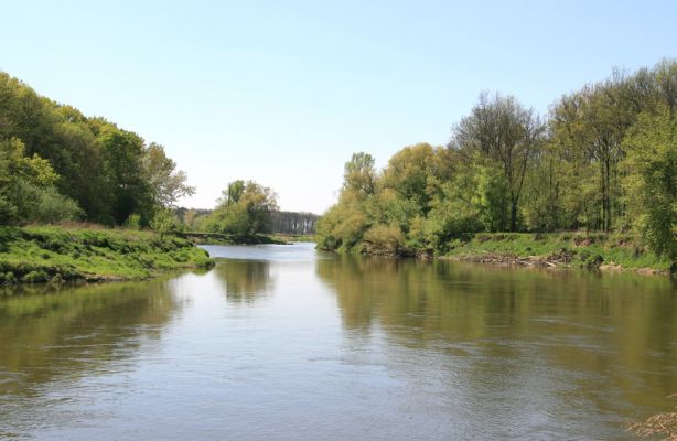 Bzenec-přívoz, řeka Morava, 28.4.2008
Rezervace Osypané břehy. 
Schlüsselwörter: Bzenec-přívoz Morava Osypané břehy