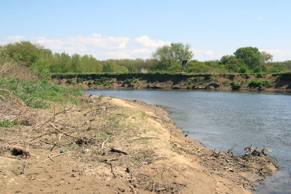 Bzenec-přívoz, řeka Morava, 28.4.2008
Rezervace Osypané břehy. Na březích meandrující Moravy jsou četné písčité a štěrkové náplavy. Biotop kovaříků Negastrius sabulicola a Zorochros quadriguttatus.
Keywords: Bzenec-přívoz Morava Osypané břehy Negastrius sabulicola Zorochros quadriguttatus