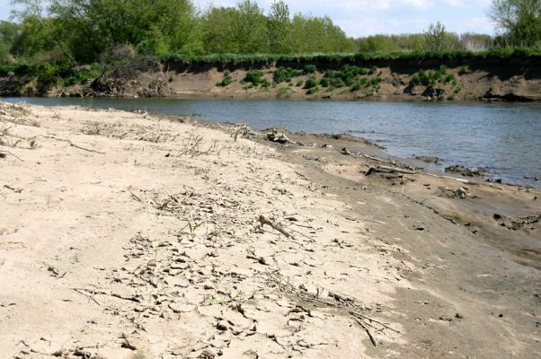 Bzenec-přívoz, řeka Morava, 28.4.2008
Rezervace Osypané břehy. Na březích meandrující Moravy jsou četné písčité a hlinité náplavy. Biotop kovaříků Negastrius sabulicola a Zorochros quadriguttatus.
Mots-clés: Bzenec-přívoz Morava Osypané břehy Negastrius sabulicola Zorochros quadriguttatus