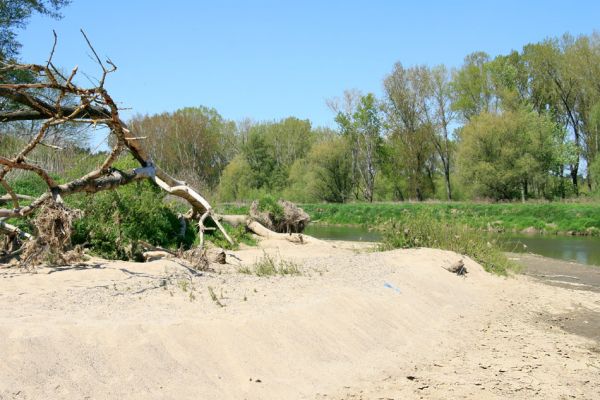 Bzenec-přívoz, řeka Morava, 28.4.2008
Rezervace Osypané břehy. Na březích meandrující Moravy jsou četné písčité náplavy. Biotop kovaříků Negastrius sabulicola.
Keywords: Bzenec-přívoz Morava Osypané břehy Negastrius sabulicola