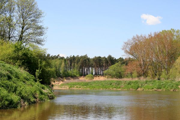 Bzenec-přívoz, řeka Morava, 28.4.2008
Rezervace Osypané břehy. 
Klíčová slova: Bzenec-přívoz Morava Osypané břehy