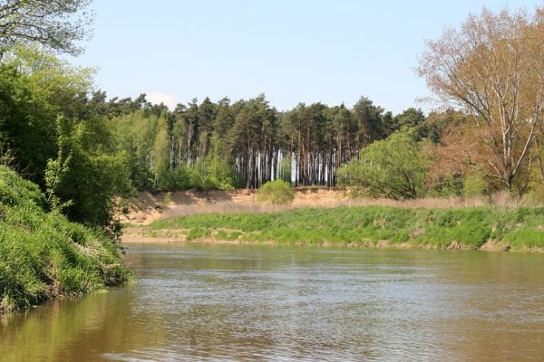 Bzenec-přívoz, řeka Morava, 28.4.2008
Rezervace Osypané břehy. Meandrující řeka Morava strhává břehy obrovské písečné duny, aby na své další pouti mohla ukládat na svých březích rozsáhlé písčité náplavy. 
Klíčová slova: Bzenec-přívoz Morava Osypané břehy