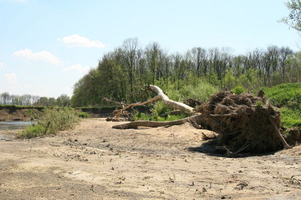 Bzenec-přívoz, řeka Morava, 28.4.2008
Rezervace Osypané břehy. Meandrující řeka Morava ukládá na svých březích rozsáhlé písčité náplavy. Biotop kovaříků Negastrius sabulicola a Zorochros quadriguttatus.

Mots-clés: Bzenec-přívoz Morava Osypané břehy Negastrius sabulicola Zorochros quadriguttatus