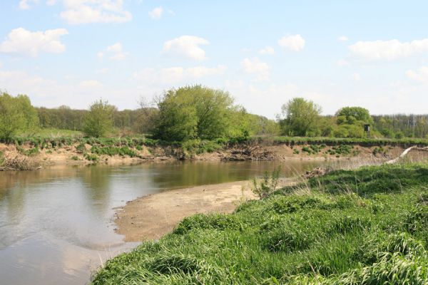 Bzenec-přívoz, řeka Morava, 28.4.2008
Rezervace Osypané břehy. Meandrující řeka Morava ukládá na svých březích rozsáhlé písčité náplavy. Biotop kovaříků Negastrius sabulicola a zorochros quadriguttatus.
Mots-clés: Bzenec-přívoz Morava Osypané břehy Negastrius sabulicola Zorochros quadriguttatus