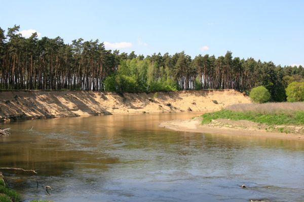 Bzenec-přívoz, řeka Morava, 28.4.2008
Rezervace Osypané břehy. Meandrující řeka Morava strhává břehy obrovské písečné duny, aby na své další pouti mohla ukládat na svých březích rozsáhlé písčité náplavy. 
Keywords: Bzenec-přívoz Morava Osypané břehy