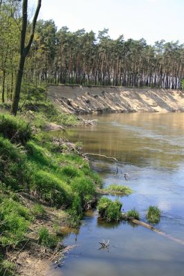 Bzenec-přívoz, řeka Morava, 28.4.2008
Rezervace Osypané břehy. Meandrující řeka Morava strhává břehy obrovské písečné duny, aby na své další pouti mohla ukládat na svých březích rozsáhlé písčité náplavy.
Keywords: Bzenec-přívoz Morava Osypané břehy