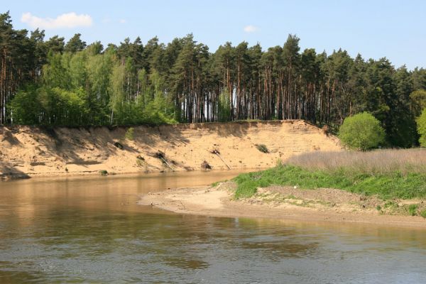 Bzenec-přívoz, řeka Morava, 28.4.2008
Rezervace Osypané břehy. Meandrující řeka Morava strhává břehy obrovské písečné duny, aby na své další pouti mohla ukládat na svých březích rozsáhlé písčité náplavy.
Klíčová slova: Bzenec-přívoz Morava Osypané břehy