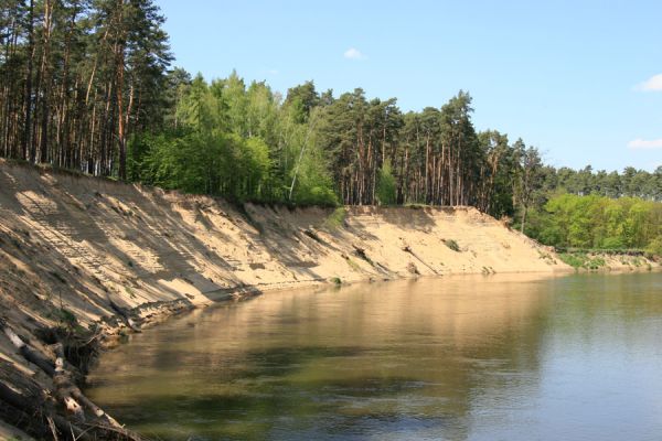 Bzenec-přívoz, řeka Morava, 28.4.2008
Rezervace Osypané břehy. Meandrující řeka Morava strhává břehy obrovské písečné duny, aby na své další pouti mohla ukládat na svých březích rozsáhlé písčité náplavy.
Keywords: Bzenec-přívoz Morava Osypané břehy