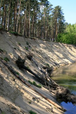 Bzenec-přívoz, řeka Morava, 28.4.2008
Rezervace Osypané břehy. Meandrující řeka Morava strhává břehy obrovské písečné duny, aby na své další pouti mohla ukládat na svých březích rozsáhlé písčité náplavy.
Mots-clés: Bzenec-přívoz Morava Osypané břehy