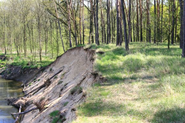 Bzenec-přívoz, řeka Morava, 28.4.2008
Rezervace Osypané břehy. Travnaté plochy v borové plantáži na vrcholu duny osídlili kovaříci Limonius poneli a Prosternon tessellatum.
Keywords: Bzenec-přívoz Morava Limonius poneli Prosternon tessellatum