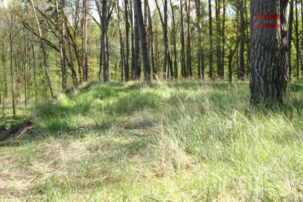 Bzenec-přívoz, řeka Morava, 28.4.2008
Rezervace Osypané břehy. Travnaté plochy v borové plantáži na vrcholu duny osídlili kovaříci Limonius poneli a Prosternon tessellatum.
Schlüsselwörter: Bzenec-přívoz Morava Limonius poneli Prosternon tessellatum