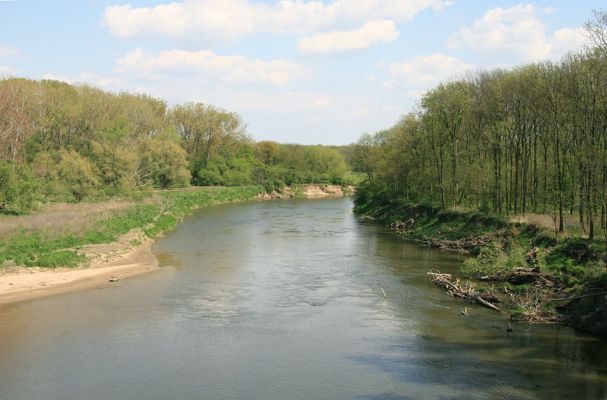 Bzenec-přívoz, řeka Morava, 28.4.2008
Rezervace Osypané břehy. Meandrující řeka Morava ukládá na svých březích rozsáhlé písčité náplavy.
Schlüsselwörter: Bzenec-přívoz Morava Osypané břehy Negastrius sabulicola Zorochros quadriguttatus