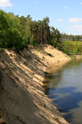 Bzenec-přívoz, řeka Morava, 28.4.2008
Rezervace Osypané břehy. Meandrující řeka Morava strhává břehy obrovské písečné duny, aby na své další pouti mohla ukládat na svých březích rozsáhlé písčité náplavy.
Klíčová slova: Bzenec-přívoz Morava Osypané břehy