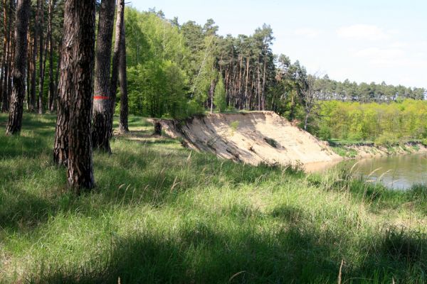 Bzenec-přívoz, řeka Morava, 28.4.2008
Rezervace Osypané břehy. Borovou plantáž na vrcholu duny osídlil kovaříci Prosternon tessellatum a Limonius minutus.
Keywords: Bzenec-přívoz Morava Limonius poneli prosternon tessellatum