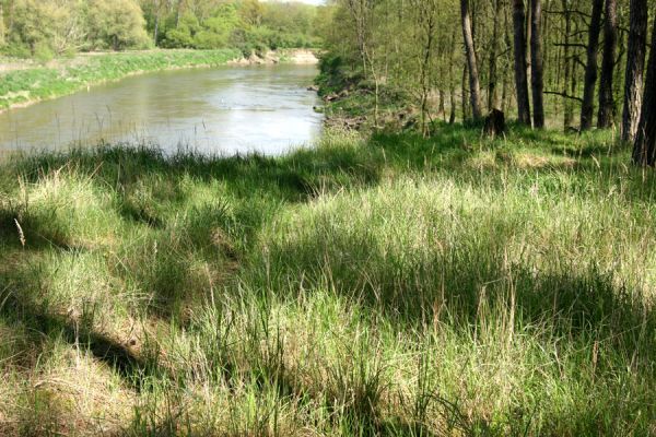 Bzenec-přívoz, řeka Morava, 28.4.2008
Rezervace Osypané břehy. Travnaté plochy v borové plantáži na vrcholu duny osídlili kovaříci Limonius poneli a Prosternon tessellatum.
Klíčová slova: Bzenec-přívoz Morava Limonius poneli Prosternon tessellatum