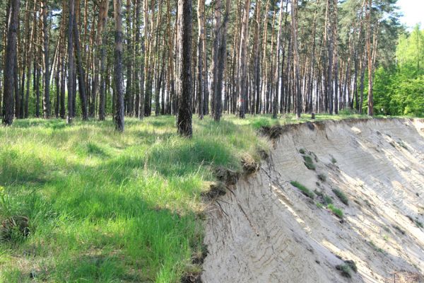 Bzenec-přívoz, řeka Morava, 28.4.2008
Rezervace Osypané břehy. Travnaté plochy v borové plantáži na vrcholu duny osídlili kovaříci Limonius poneli a Prosternon tessellatum.
Schlüsselwörter: Bzenec-přívoz Morava Limonius poneli Prosternon tessellatum