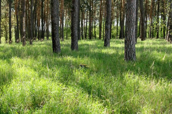 Bzenec-přívoz, 28.4.2008
Rezervace Osypané břehy. Travnaté plochy v borové plantáži na vrcholu duny osídlili kovaříci Limonius poneli a Prosternon tessellatum.
Keywords: Bzenec-přívoz Morava Limonius poneli Prosternon tessellatum