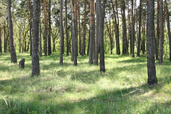 Bzenec-přívoz, 28.4.2008
Rezervace Osypané břehy. 
