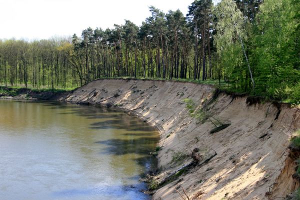 Bzenec-přívoz, řeka Morava, 28.4.2008
Rezervace Osypané břehy. Meandrující řeka Morava strhává břehy obrovské písečné duny, aby na své další pouti mohla ukládat na svých březích rozsáhlé písčité náplavy.
Mots-clés: Bzenec-přívoz Morava Osypané břehy