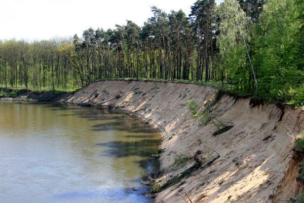 Bzenec-přívoz, řeka Morava, 28.4.2008
Rezervace Osypané břehy. Meandrující řeka Morava strhává břehy obrovské písečné duny, aby na své další pouti mohla ukládat na svých březích rozsáhlé písčité náplavy.
Klíčová slova: Bzenec-přívoz Morava Osypané břehy