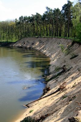 Bzenec-přívoz, řeka Morava, 28.4.2008
Rezervace Osypané břehy. Meandrující řeka Morava strhává břehy obrovské písečné duny, aby na své další pouti mohla ukládat na svých březích rozsáhlé písčité náplavy.
Keywords: Bzenec-přívoz Morava Osypané břehy