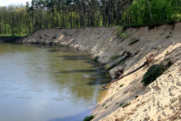 Bzenec-přívoz, řeka Morava, 28.4.2008
Rezervace Osypané břehy. Meandrující řeka Morava strhává břehy obrovské písečné duny, aby na své další pouti mohla ukládat na svých březích rozsáhlé písčité náplavy.
Keywords: Bzenec-přívoz Morava Osypané břehy