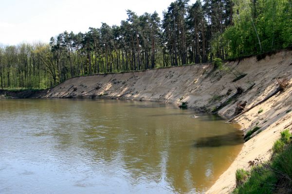 Bzenec-přívoz, řeka Morava, 28.4.2008
Rezervace Osypané břehy. Meandrující řeka Morava strhává břehy obrovské písečné duny, aby na své další pouti mohla ukládat na svých březích rozsáhlé písčité náplavy.
Mots-clés: Bzenec-přívoz Morava Osypané břehy