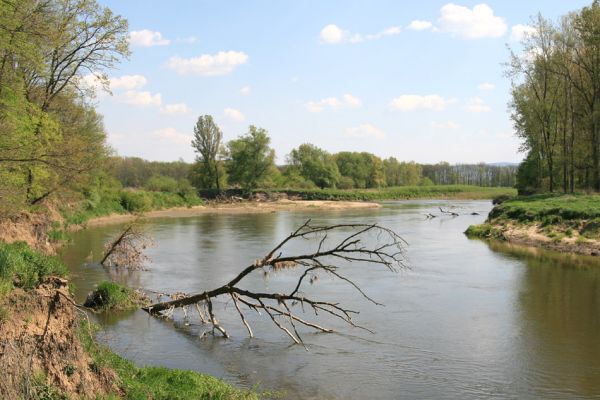 Bzenec-přívoz, řeka Morava, 28.4.2008
Rezervace Osypané břehy. Meandrující řeka Morava. 
Keywords: Bzenec-přívoz Morava Osypané břehy