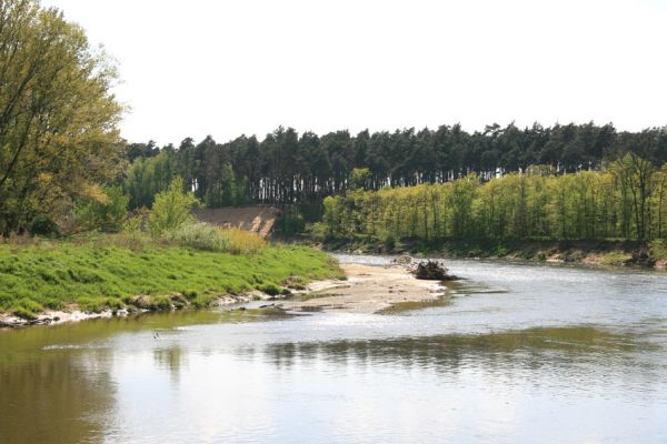 Bzenec-přívoz, řeka Morava, 28.4.2008
Rezervace Osypané břehy. Na březích meandrující Moravy jsou četné písčité a hlinité náplavy.
Mots-clés: Bzenec-přívoz Morava Osypané břehy