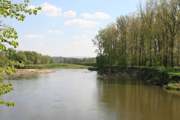 Bzenec-přívoz, řeka Morava, 28.4.2008
Rezervace Osypané břehy. Morava u protrženého meandru.
Klíčová slova: Bzenec-přívoz Morava Osypané břehy