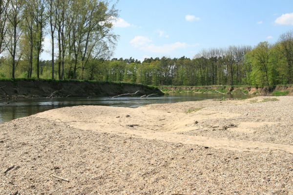 Bzenec-přívoz, řeka Morava, 28.4.2008
Rezervace Osypané břehy. Písčité náplavy Moravy u protrženého meandru. Biotop kovaříků Negastrius sabulicola a Zorochros quadriguttatus.
Mots-clés: Bzenec-přívoz Morava Osypané břehy Negastrius sabulicola Zorochros quadriguttatus