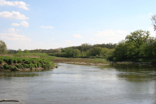 Bzenec-přívoz, řeka Morava, 28.4.2008
Rezervace Osypané břehy. Morava u protrženého meandru.
Keywords: Bzenec-přívoz Morava Osypané břehy