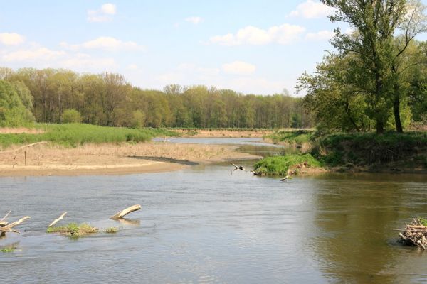 Bzenec-přívoz, řeka Morava, 28.4.2008
Rezervace Osypané břehy - protržený meandr. Na březích meandrující Moravy jsou četné písčité a hlinité náplavy.
Schlüsselwörter: Bzenec-přívoz Morava Osypané břehy