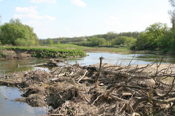 Bzenec-přívoz, řeka Morava, 28.4.2008
Rezervace Osypané břehy - protržený meandr. Na březích meandrující Moravy můžeme objevit i hradby naplaveného a dokonale propleteného dřeva.
Klíčová slova: Bzenec-přívoz Morava Osypané břehy