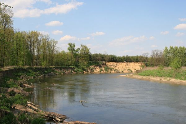 Bzenec-přívoz, řeka Morava, 28.4.2008
Rezervace Osypané břehy. 
Klíčová slova: Bzenec-přívoz Morava Osypané břehy