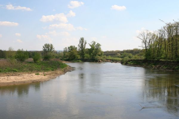 Bzenec-přívoz, řeka Morava, 28.4.2008
Rezervace Osypané břehy - protržený meandr. Na březích meandrující Moravy jsou četné písčité a hlinité náplavy. 
Klíčová slova: Bzenec-přívoz Morava Osypané břehy