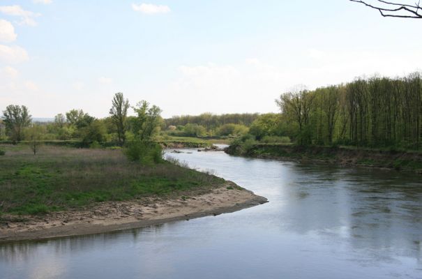 Bzenec-přívoz, řeka Morava, 28.4.2008
Rezervace Osypané břehy. Na březích meandrující Moravy jsou četné písčité a hlinité náplavy. 
Mots-clés: Bzenec-přívoz Morava Osypané břehy