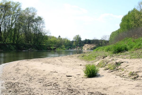 Bzenec-přívoz, řeka Morava, 28.4.2008
Rezervace Osypané břehy. Na březích meandrující Moravy jsou četné písčité a hlinité náplavy. Biotop kovaříků Negastrius sabulicola a Zorochros quadriguttatus.
Klíčová slova: Bzenec-přívoz Morava Osypané břehy Negastrius sabulicola Zorochros quadriguttatus