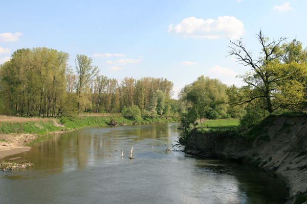 Bzenec-přívoz, řeka Morava, 28.4.2008
Rezervace Osypané břehy. 
Schlüsselwörter: Bzenec-přívoz Morava Osypané břehy