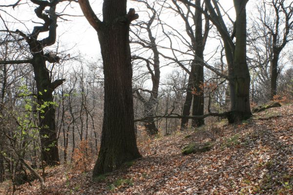 Jirkov, Červený Hrádek, 7.4.2007
Obora. Les na západního hřbetu. 
Mots-clés: Krušné hory Jirkov Červený Hrádek obora