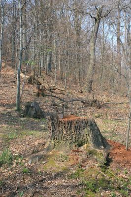 Jirkov, Červený Hrádek, 7.4.2007
Obora. Holoseč na západním hřbetu. 
Klíčová slova: Krušné hory Jirkov Červený Hrádek obora Ampedus brunnicornis