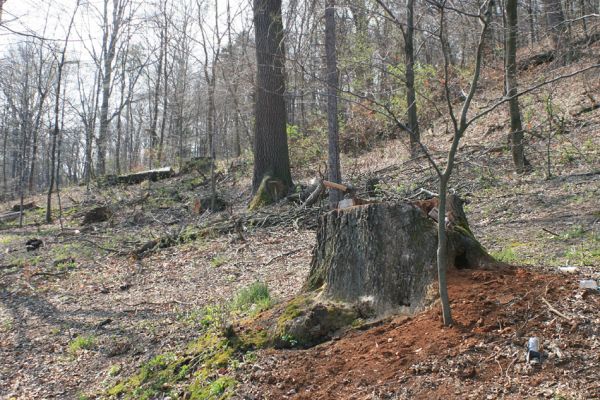 Jirkov, Červený Hrádek, 7.4.2007
Obora. Holoseč na západním hřbetu. 
Schlüsselwörter: Krušné hory Jirkov Červený Hrádek obora Ampedus brunnicornis