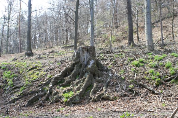 Jirkov, Červený Hrádek, 7.4.2007
Obora. Holoseč na západním hřbetu.
Klíčová slova: Krušné hory Jirkov Červený Hrádek obora