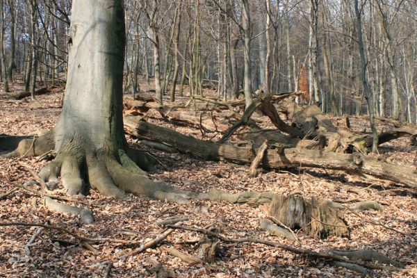 Jirkov, Červený Hrádek, 7.4.2007
Obora. Les na prostředním hřbetu.
Klíčová slova: Krušné hory Jirkov Červený Hrádek obora