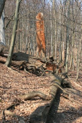 Jirkov, Červený Hrádek, 7.4.2007
Obora. Les na prostředním hřbetu.
Klíčová slova: Krušné hory Jirkov Červený Hrádek obora