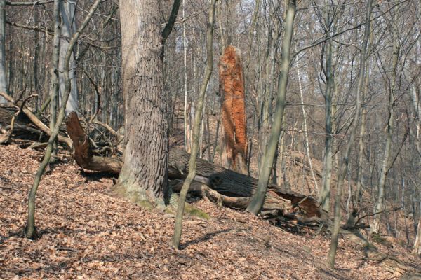 Jirkov, Červený Hrádek, 7.4.2007
Obora. Les na prostředním hřbetu.
Klíčová slova: Krušné hory Jirkov Červený Hrádek obora