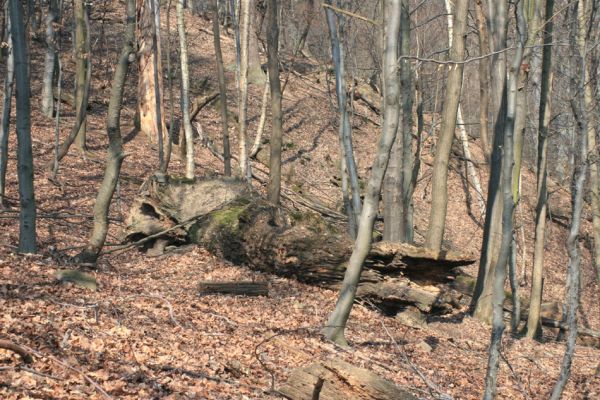 Jirkov, Červený Hrádek, 7.4.2007
Obora. Les na prostředním hřbetu.
Klíčová slova: Krušné hory Jirkov Červený Hrádek obora