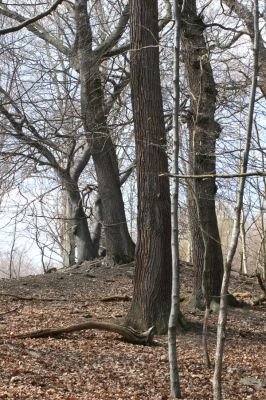 Jirkov, Červený Hrádek, 7.4.2007
Obora. Les na prostředním hřbetu.
Klíčová slova: Krušné hory Jirkov Červený Hrádek obora