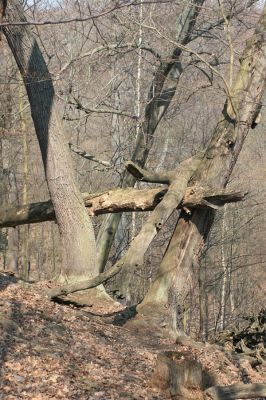 Jirkov, Červený Hrádek, 7.4.2007
Obora. Les na prostředním hřbetu.
Klíčová slova: Krušné hory Jirkov Červený Hrádek obora